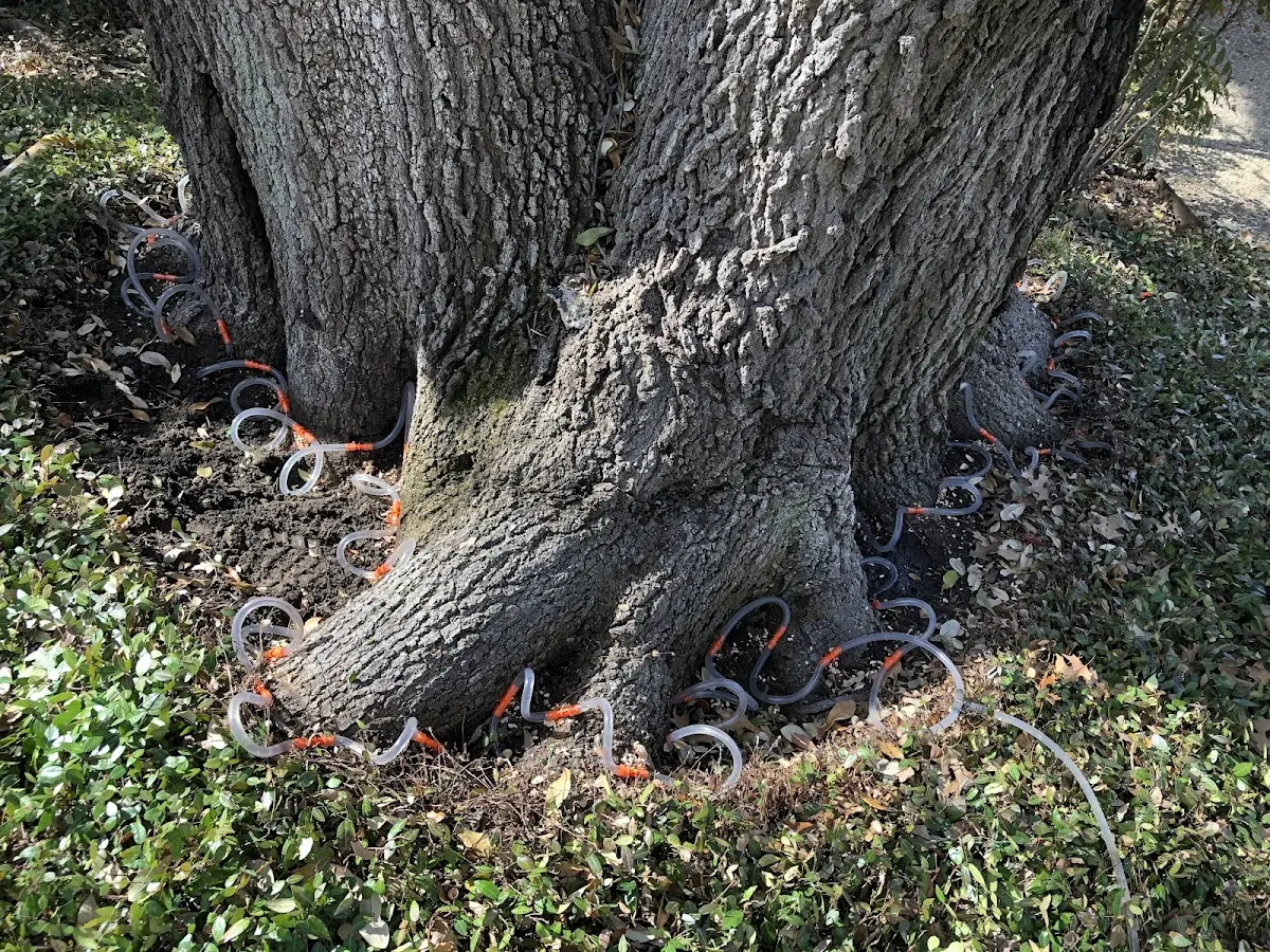 Detailed Tree Cabling and Bracing job site in Taylor