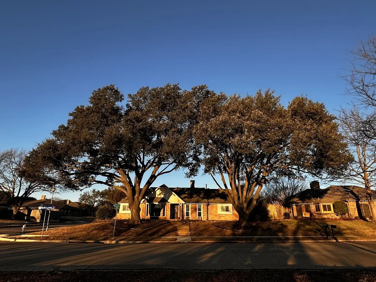 Established residential canopy tree shading a home in Taylor